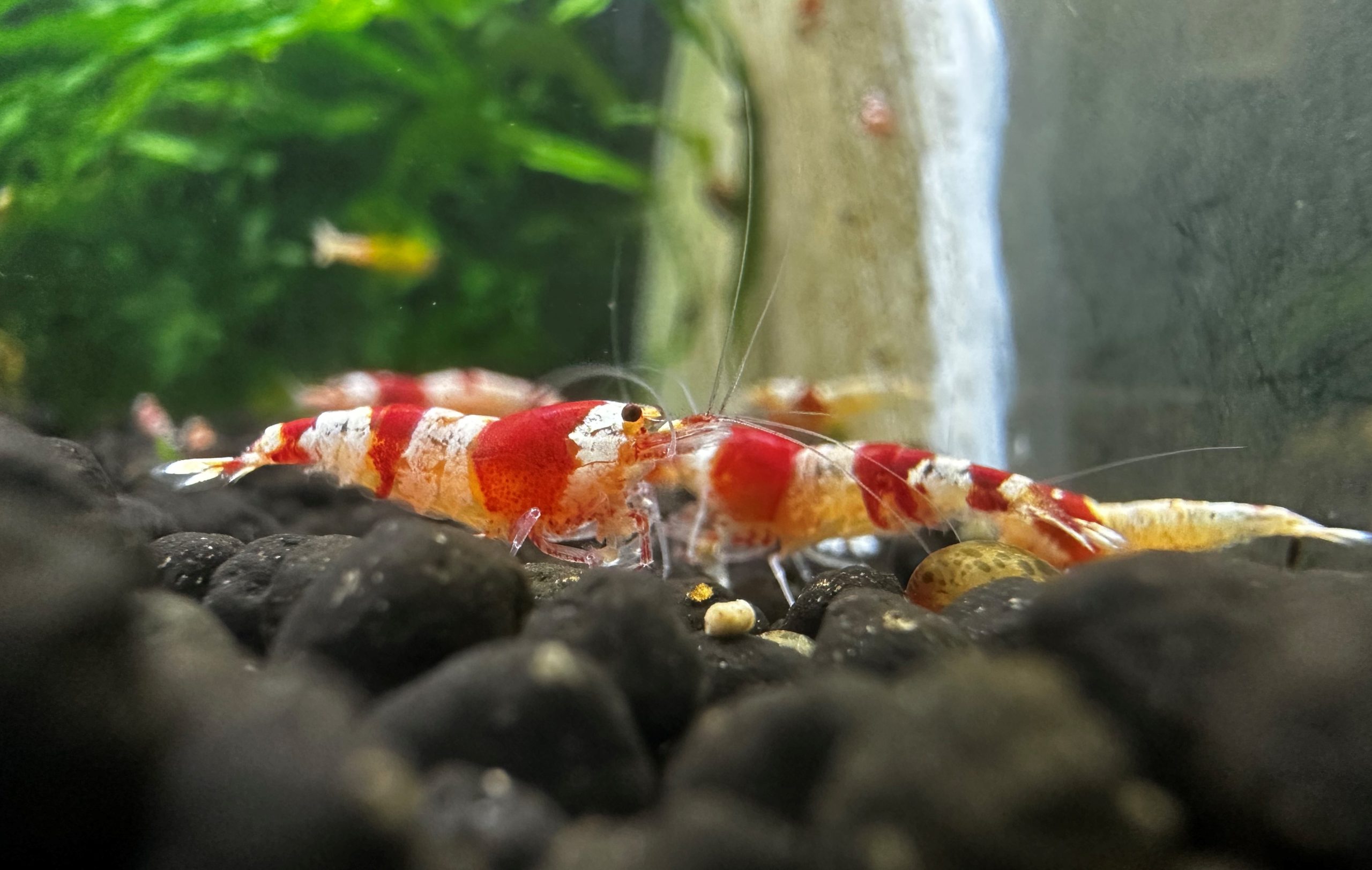 Crystal Red Shrimp